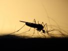 Egy szúnyog is lehet több a kelleténél