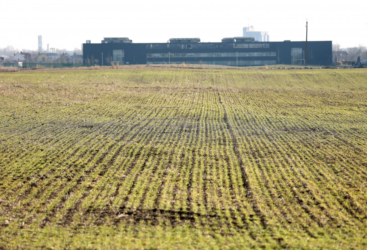Szeged, őszi búza, búza, vetés, január, tél, mezőgazdaság, termés, gabona, gazdaság