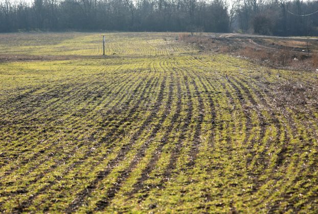 Szeged, őszi búza, búza, vetés, január, tél, mezőgazdaság, termés, gabona, gazdaság