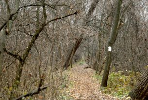 Szeged, újszeged, Gergő liget, tél, december, időjárás, erdő, ártér, kirándulás, túrázás