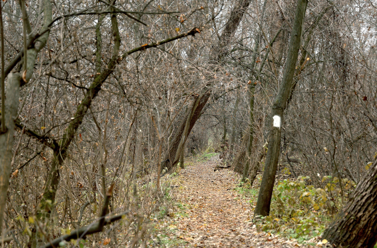 Szeged, újszeged, Gergő liget, tél, december, időjárás, erdő, ártér, kirándulás, túrázás