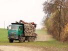 Szegvár, teherautó, Tisza, ártér, fa, tűzifa, faszállítás, fakivágás, erdő
