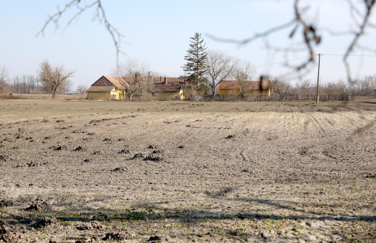 Mórahalom, termőföld, föld, mezőgazdaság, tél