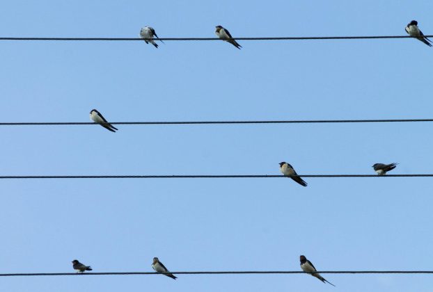 A fecskék védelmének fontosságára hívja fel a figyelmet az MME