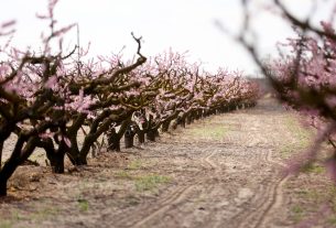 Mórahalom, virágzás, barack, barackfa, tavasz, fagy, időjárás, mezőgazdaság, gyümölcs