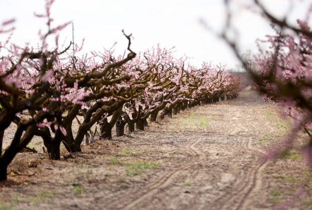 Mórahalom, virágzás, barack, barackfa, tavasz, fagy, időjárás, mezőgazdaság, gyümölcs