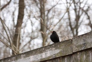 Szeged, fekete rigó, rigó, madár