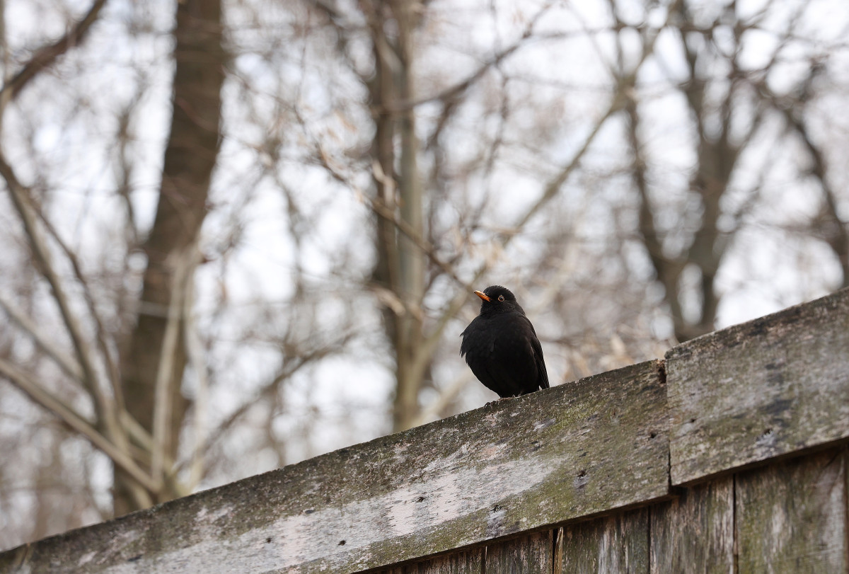 Szeged, fekete rigó, rigó, madár