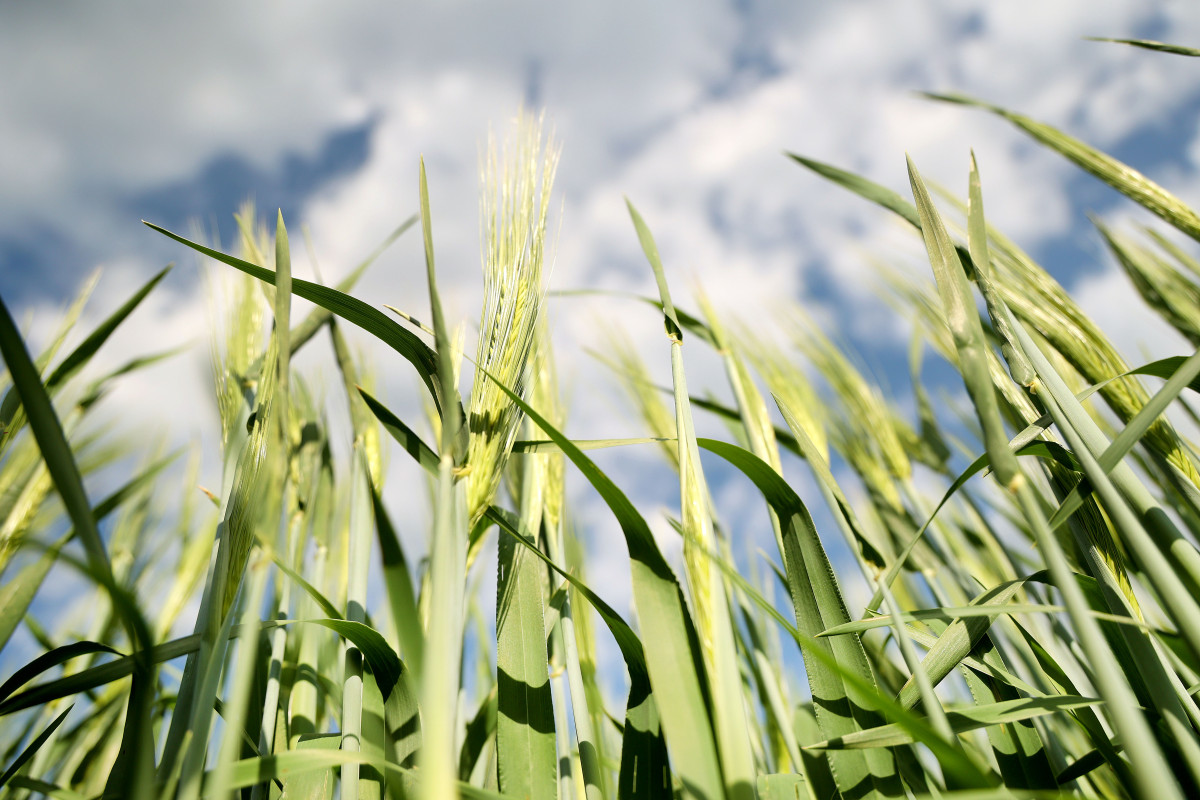 Deszk, mezőgazdaság, földművelés, föld, termőföld, búza, kalászos