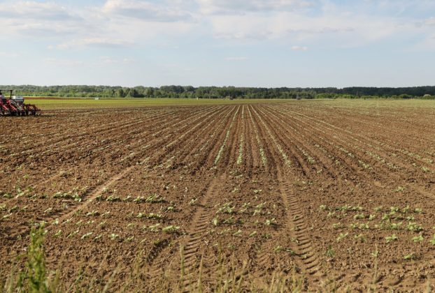 Deszk, mezőgazdaság, traktor, földművelés, föld, termőföld