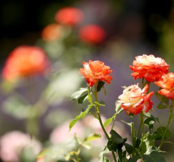 Szeged, Nyári virágkavalkád, levendula, természet, Füvészkert