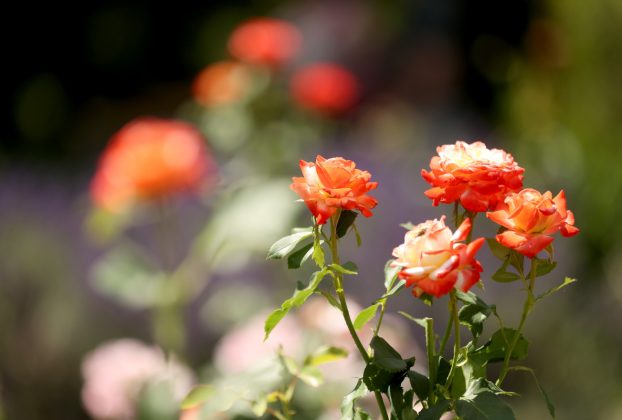 Szeged, Nyári virágkavalkád, levendula, természet, Füvészkert