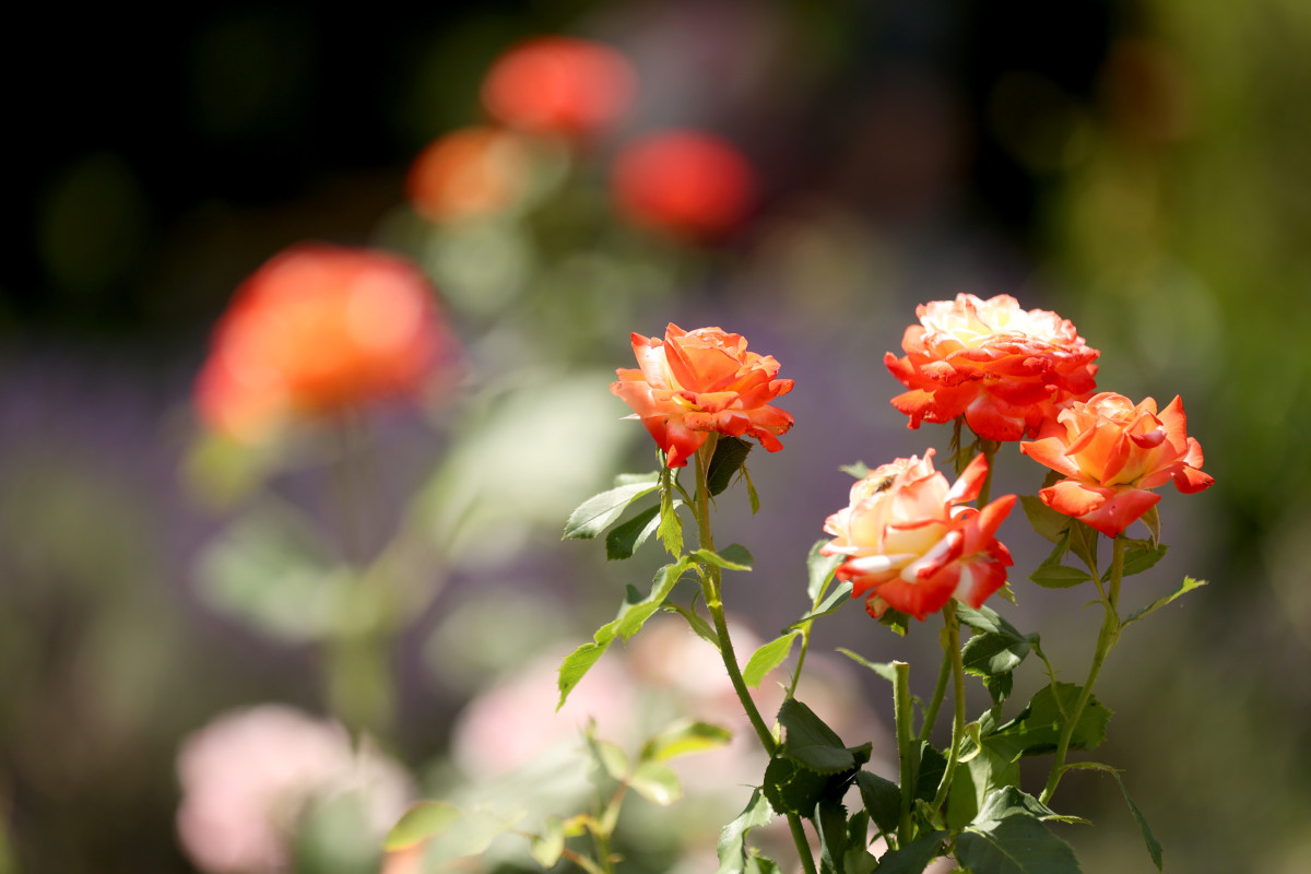 Szeged, Nyári virágkavalkád, levendula, természet, Füvészkert
