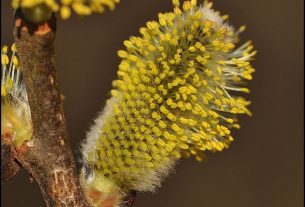 A kecskefűz lett az év fája