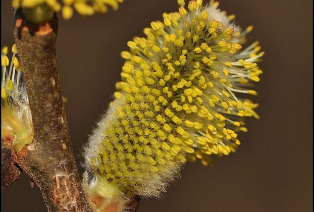 A kecskefűz lett az év fája